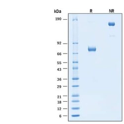 R D Systems Recombinant Human PD-L2/B7-DC Fc Alexa Fluor 647 Protein 20 &mu;g | Buy Online | R&amp;D Systems&trade; | Fisher Scientific