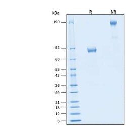 R D Systems Recombinant Human B7-H2 Fc Chimera Alexa Fluor 647 Protein 20 &mu;g | Buy Online | R&amp;D Systems&trade; | Fisher Scientific