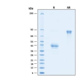 R&D Systems™ Recombinant Human BCMA/TNFRSF17 Fc Alexa Fluor™ 647 Protein