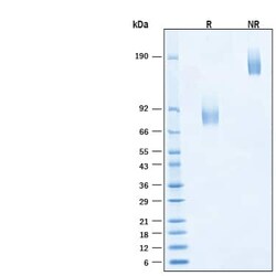 R D Systems Recombinant Human B7-2/CD86 Fc Alexa Fluor 647 Protein 20 &mu;g | Buy Online | R&amp;D Systems&trade; | Fisher Scientific