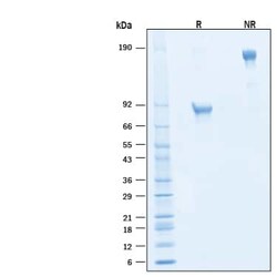 R D Systems Recombinant Human B7-H4 Fc Chimera Alexa Fluor 647 Protein 20 &mu;g | Buy Online | R&amp;D Systems&trade; | Fisher Scientific
