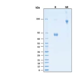 R&D Systems&trade;&nbsp;Recombinant Human CD19 Fc Chimera Alexa Fluor&trade; 647 Protein