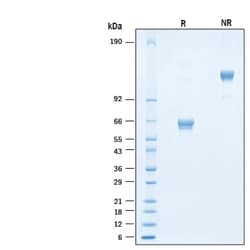 R&D Systems&trade;&nbsp;Recombinant Human EMMPRIN/CD147 Fc Alexa Fluor&trade; 647 Protein