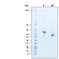 R&D Systems™ Recombinant Human DLL3 His-tag Alexa Fluor™ 647 Protein