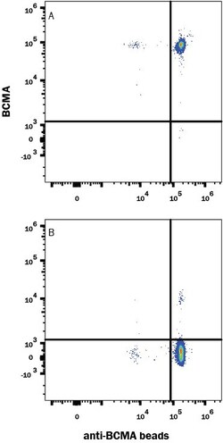 R D Systems Recombinant Human BCMA/TNFRSF17 Protein, Atto 647N Conjugate 20 &mu;g | Buy Online | R&amp;D Systems&trade; | Fisher Scientific