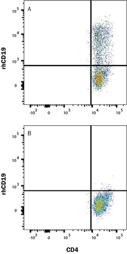 R D Systems Recombinant Human CD19 Protein, Atto 647N Conjugate 20 &mu;g | Buy Online | R&amp;D Systems&trade; | Fisher Scientific