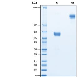 R&D Systems&trade;&nbsp;Recombinant Human 4-1BB/TNFRSF9 Fc Avi-tag Protein