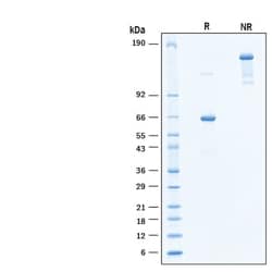 R&D Systems&trade;&nbsp;Recombinant Human Hepassocin/FGL1 Avi Fc Chimera Protein