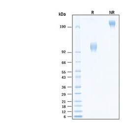 R&D Systems&trade;&nbsp;Recombinant Human Guanylyl Cyclase C Fc Avi-tag Protein