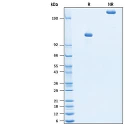 R&D Systems&trade;&nbsp;Recombinant Human ErbB3/Her3 Fc Chimera Avi-tag Protein