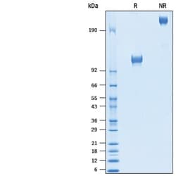 R&D Systems&trade;&nbsp;Recombinant Human CD117/c-kit Fc Chimera Avi-tag Protein