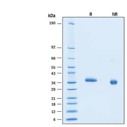 R&D Systems&trade;&nbsp;Recombinant SARS-CoV-2 B.1.351 S RBD His Avi-tag Protein