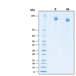 R&D Systems&trade;&nbsp;Recombinant SARS-CoV-2 B.1.351 L18F S GCN4-IZ Avi Protein CF