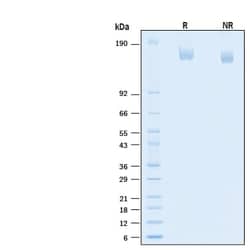 R&D Systems&trade;&nbsp;Recombinant SARS-CoV-2 B.1.617.2 S GCN4-IZ Avi Protein