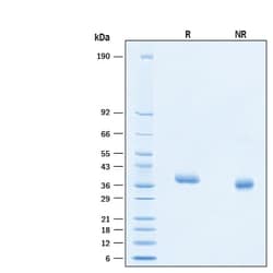 R&D Systems&trade;&nbsp;Recombinant SARS-CoV-2 C.37 Spike RBD His Avi Protein
