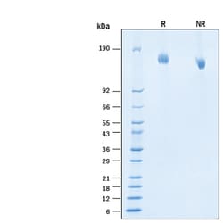R&D Systems&trade;&nbsp;Recombinant SARS-CoV-2 C.37 S (GCN4-IZ) Avi His Protein