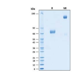 R&D Systems&trade;&nbsp;Recombinant Human BTN2A1/Butyrophilin 2A1 Fc Avi Protein