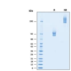 R&D Systems&trade;&nbsp;Recombinant Human Syndecan-1 Fc Chimera Avi-tag Protein