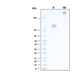 R&D Systems&trade;&nbsp;Recombinant Human gp130 Fc Chimera Avi-tag Protein