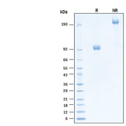 R&D Systems&trade;&nbsp;Recombinant Human FGFR3 alpha (IIIb) Fc Avi-tag Protein