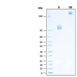 R&D Systems&trade;&nbsp;Recombinant Human FGFR1 alpha (IIIc) Fc Avi-tag Protein