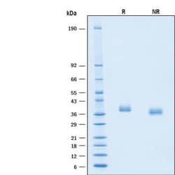 R&D Systems&trade;&nbsp;Recombinant SARS-CoV-2 B.1.1.529 S RBD His Avi Protein