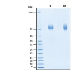 R&D Systems&trade;&nbsp;Recombinant Human gp130 His-tag Avi-tag Protein