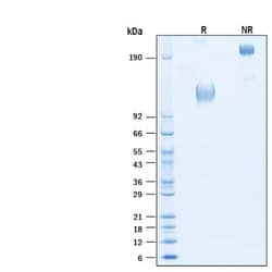 R D Systems Recombinant Human CEACAM-1/CD66a Fc Chimera Avi Protein 50 &mu;g | Buy Online | R&amp;D Systems&trade; | Fisher Scientific