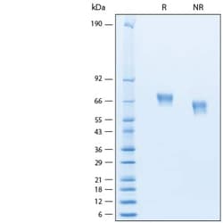 R D Systems Recombinant Human MAdCAM-1 His-tag Avi-tag Protein 50 &mu;g | Buy Online | R&amp;D Systems&trade; | Fisher Scientific