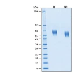 R&D Systems&trade;&nbsp;Recombinant Human IL-1 RI Avi-tag His-tag Protein