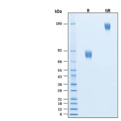 R D Systems Recombinant Human IL-10 R beta Fc Chimera Avi Protein, CF 50 &mu;g | Buy Online | R&amp;D Systems&trade; | Fisher Scientific