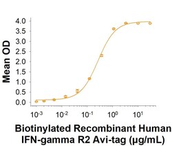 R D Systems Recombinant Human IFN-gamma R2 Fc Chimera Avi Protein, CF 50 &mu;g | Buy Online | R&amp;D Systems&trade; | Fisher Scientific