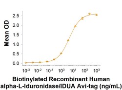 R D Systems Recombinant Human alpha-L-Iduronidase/IDUA Avi Protein, CF 10 &mu;g | Buy Online | R&amp;D Systems&trade; | Fisher Scientific