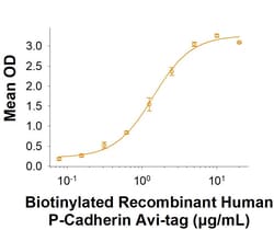 R&D Systems&trade;&nbsp;Recombinant Human P-Cadherin Fc Chimera Avi-tag Protein, CF
