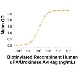 R D Systems Recombinant Human u-Plasminogen Activator/Urokinase Avi, CF 20 &mu;g | Buy Online | R&amp;D Systems&trade; | Fisher Scientific