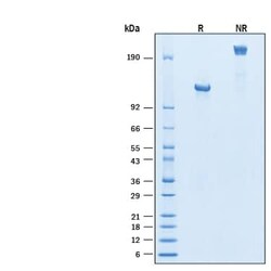 R D Systems Recombinant Human C1qR1/CD93 Fc Chimera Avi-tag Protein, CF 50 &mu;g | Buy Online | R&amp;D Systems&trade; | Fisher Scientific