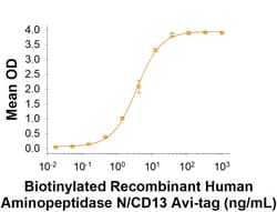 R DSystems Recombinant Human Aminopeptidase N/CD13 His Avi Protein, CF 10 &mu;g | Buy Online | R&amp;DSystems&trade; | Fisher Scientific