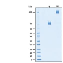 R&D Systems&trade;&nbsp;Recombinant Human FGFR4 Fc Chimera Avi-tag Protein