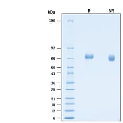 R&D Systems&trade;&nbsp;Recombinant Human LILRB2/CD85d/ILT4 His-tag Avi Protein