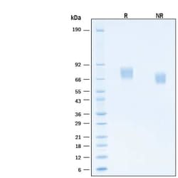 R&D Systems&trade;&nbsp;Recombinant Human LILRB1/CD85j/ILT2 His Avi-tag Protein