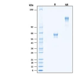 R&D Systems&trade;&nbsp;Recombinant Human PILR-beta Fc Chimera Avi-tag Protein