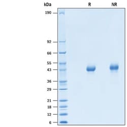 R&D Systems™ Recombinant Human OX40/TNFRSF4 His-tag Avi-tag Protein