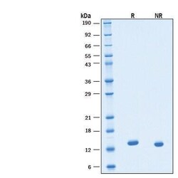 R D Systems Recombinant Human IL-3 GMP Protein, CF 50 &mu;g | Buy Online | R&amp;D Systems&trade; | Fisher Scientific