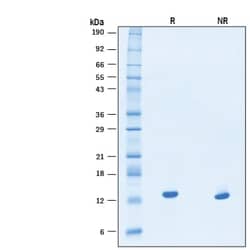 R D Systems Recombinant Human IL-4 Protein, Animal-Free 50 &mu;g | Buy Online | R&amp;D Systems&trade; | Fisher Scientific