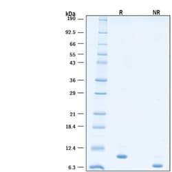 R D Systems Recombinant Human IL-15 GMP Protein, CF 10 &mu;g | Buy Online | R&amp;D Systems&trade; | Fisher Scientific