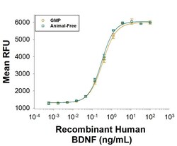 R D Systems Recombinant Human BDNF GMP Protein, CF 25 &mu;g | Buy Online | R&amp;D Systems&trade; | Fisher Scientific