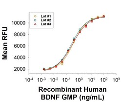 R D Systems Recombinant Human BDNF GMP Protein, CF 25 &mu;g | Buy Online | R&amp;D Systems&trade; | Fisher Scientific