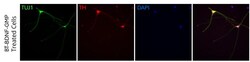 R D Systems Recombinant Human BDNF GMP Protein, CF 25 &mu;g | Buy Online | R&amp;D Systems&trade; | Fisher Scientific
