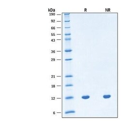 R D Systems Recombinant Human BDNF GMP Protein, CF 25 &mu;g | Buy Online | R&amp;D Systems&trade; | Fisher Scientific