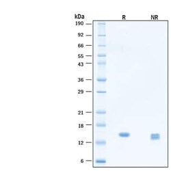R D Systems Recombinant Human Betacellulin Protein, Animal-Free 50 &mu;g | Buy Online | R&amp;D Systems&trade; | Fisher Scientific
